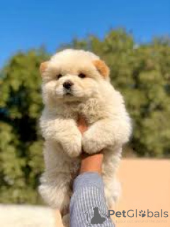 Photo №2 de l'annonce № 163868 de la vente chow-chow - acheter à L'Autriche annonce privée, éleveur