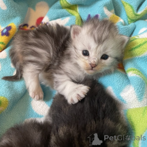 Photo №1. bobtail américain à longs poils - à vendre en ville de Mauvais soden-smelmünster | négocié | Annonce № 162296