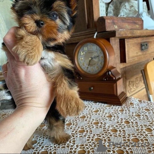 Photo №3. Beau Yorkshire Terrier cherche une nouvelle maison!. Allemagne