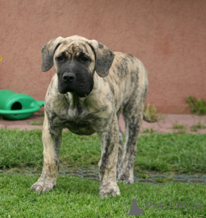 Photo №1. dogue des canaries - à vendre en ville de Riga | négocié | Annonce №174799