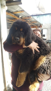 Photo №2 de l'annonce № 5721 de la vente dogue du tibet - acheter à Kazakhstan de la fourrière, éleveur