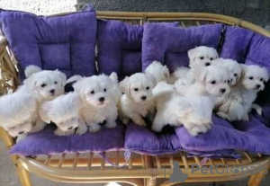 Photo №1. bichon maltais - à vendre en ville de Unna | Gratuit | Annonce №130236