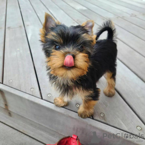 Photo №2 de l'annonce № 30132 de la vente yorkshire terrier - acheter à La Grande-Bretagne annonce privée
