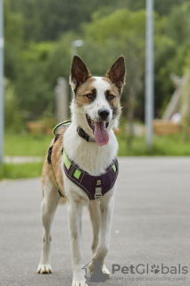 Photos supplémentaires: Handsome Sky est à la recherche d'un foyer et d'une famille aimante !