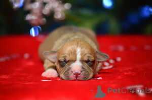 Photo №3. Chiots Amstaff du chenil. Fédération de Russie
