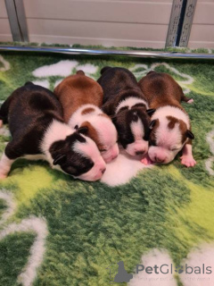 Photo №1. american staffordshire terrier - à vendre en ville de Zagreb | négocié | Annonce №169322