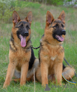 Photo №3. Chiots berger allemand. FCI.. USA