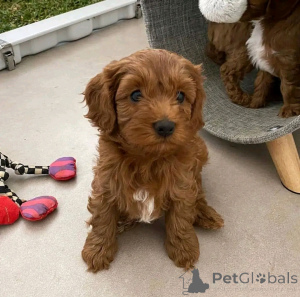 Photo №2 de l'annonce № 139075 de la vente kavapoun - acheter à Allemagne annonce privée, éleveur