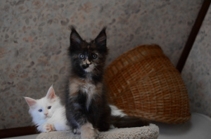 Photos supplémentaires: Elsa Maine Coon Girl