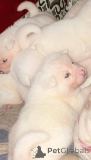 Photo №2 de l'annonce № 161339 de la vente spitz japonais - acheter à Allemagne 