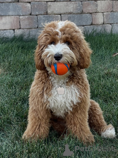 Photo №3. Rencontrez Milo, notre joyeux petit explorateur ! Intelligent, aimant et. La finlande