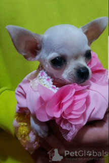 Photos supplémentaires: Princesse Mini Chihuahuas