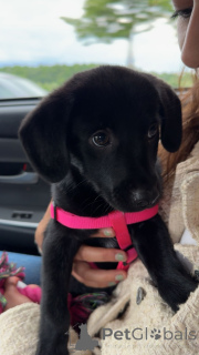 Photo №3. Labrador Retriever Puppy à la recherche de Forever Home. Lituanie