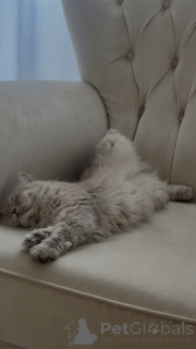 Photo №4. Je vais vendre persan en ville de Tbilissi. éleveur - prix - 159€