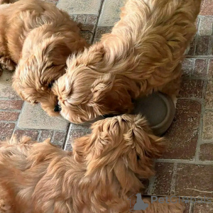 Photo №1. bichon havanais - à vendre en ville de Chicago | 531€ | Annonce №138636