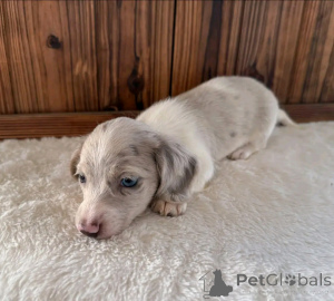 Photo №3. Teckels entraînés à la propreté. USA