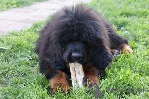 Photo №2 de l'annonce № 170677 de la vente mastiff - acheter à Serbie éleveur