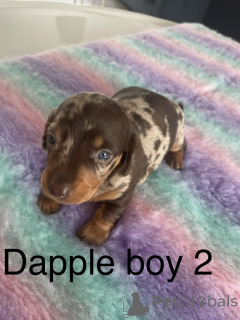 Photo №1. teckel - à vendre en ville de Paris | négocié | Annonce №142153