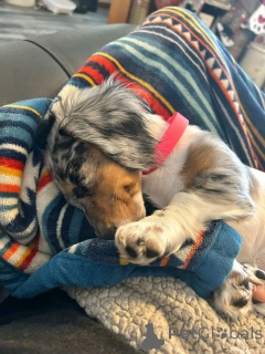 Photo №1. teckel - à vendre en ville de Berlin | 550€ | Annonce №164806