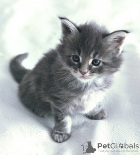 Photo №3. D'adorables chatons en adoption gratuite près de chez vous en USA