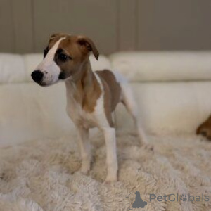 Photo №1. lévrier whippet - à vendre en ville de Trayskirchen | 450€ | Annonce №170138