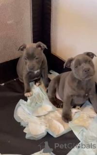 Photo №1. staffordshire bull terrier - à vendre en ville de Aizlingen | 350€ | Annonce №170178
