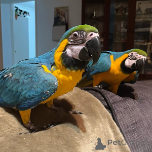 Photo №1.  - à vendre en ville de Gaziantep | négocié | Annonce №162192