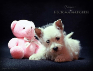 Photo №3. West Highland White Terrier d'une superbe paire!. La Moldavie