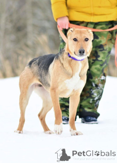 Photo №1. chien bâtard - à vendre en ville de Rivière moscou | Gratuit | Annonce №164558