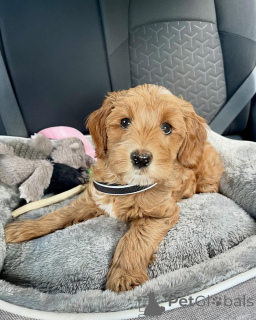 Photo №2 de l'annonce № 156421 de la vente labradoodle - acheter à L'Autriche annonce privée