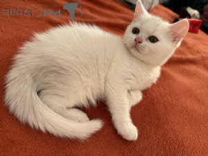 Photo №3. Nous recherchons des maîtres attentionnés et aimants pour nos enfants. France