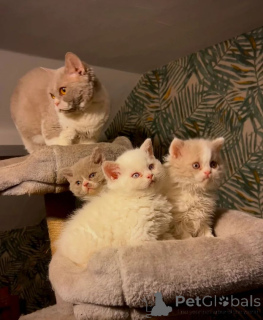 Photo №1. selkirk rex à poil ras - à vendre en ville de Basel | 350€ | Annonce № 169320