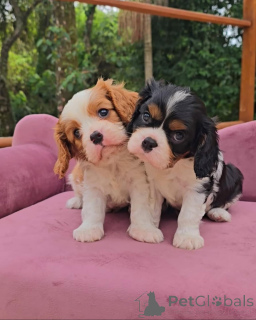 Photo №2 de l'annonce № 173352 de la vente cavalier king charles spaniel - acheter à Allemagne 