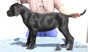 Photo №3. Calypso de SPQR Corso. La Roumanie