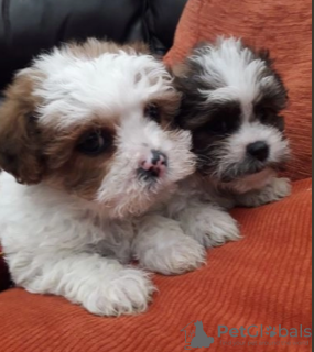 Photo №1. shih tzu - à vendre en ville de Stockholm | négocié | Annonce №113192