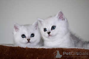 Photos supplémentaires: Jolis chatons British shorthair avec entraînement à domicile à vendre