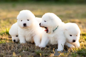 Photo №3. Samoyed FCI. Pologne