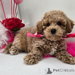 Photo №2 de l'annonce № 134935 de la vente  - acheter à Allemagne 