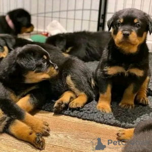 Photo №1. rottweiler - à vendre en ville de Borlänge | 355€ | Annonce №13386