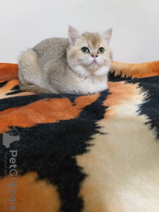 Photo №4. Je vais vendre scottish fold en ville de Измир. de la fourrière - prix - négocié