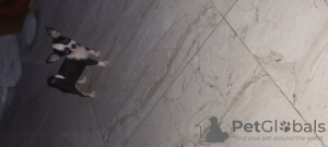 Photo №4. Je vais vendre chihuahua en ville de Hurghada. éleveur - prix - 237€