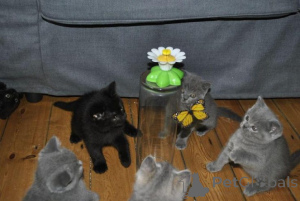 Photo №1. british shorthair - à vendre en ville de Affalterbach | 580€ | Annonce № 174809