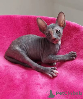 Photo №3. Mignons chatons Cornish Rex disponibles. France