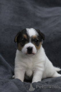 Photo №3. Chiots Jack Russell Terrier. Biélorussie