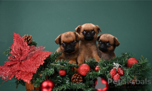 Photo №1. petit brabançon - à vendre en ville de Moscou | 539€ | Annonce №161856