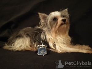 Photo №3. Chiot Yorkshire terrier biewer.. Fédération de Russie