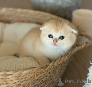 Photo №1. scottish fold - à vendre en ville de New Orleans | 280€ | Annonce № 122983