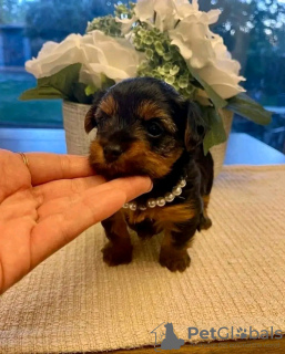 Photo №2 de l'annonce № 123119 de la vente yorkshire terrier - acheter à USA éleveur