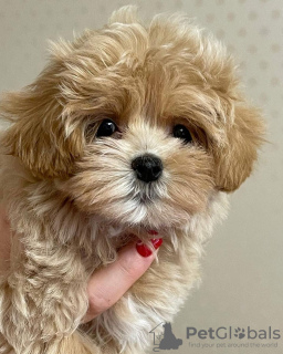 Photos supplémentaires: superbes chiots maltipoo F1.