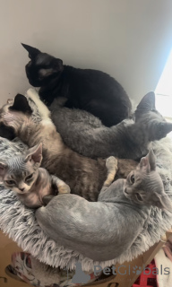 Photo №2 de l'annonce № 163022 de la vente devon rex - acheter à La Grande-Bretagne éleveur